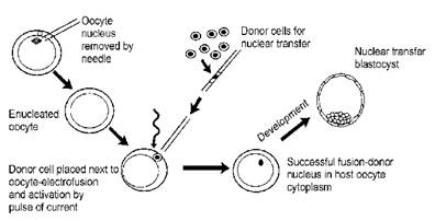 Nuclear Transfer Vie Electrofusion in Mammals - diagram